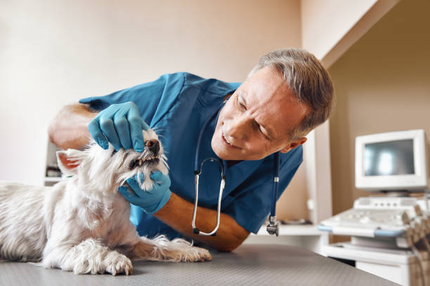 Best Weekend Emergency Dentist in Bridgeport, WV